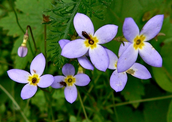 {Houstonia serpyllifolia}